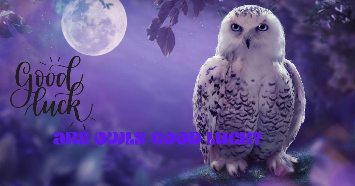 Are Owls Good Luck? Unveiling the Mystery