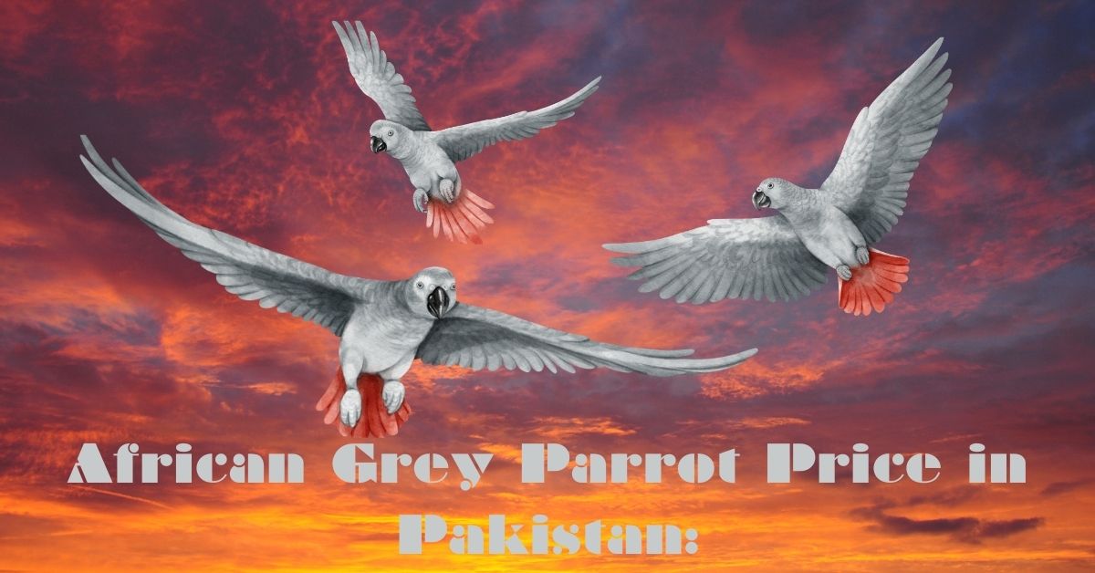 African Grey Parrot Price in Pakistan: 