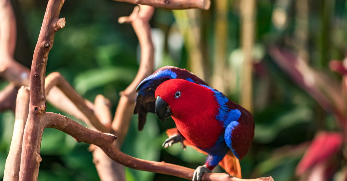 Eclectus-Parrot