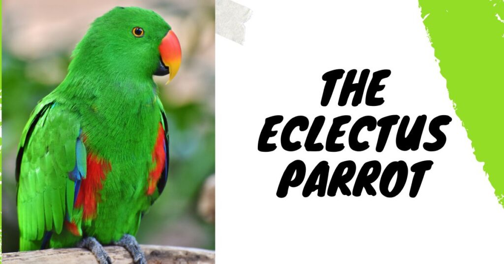 Eclectus-Parrot