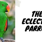 Eclectus-Parrot