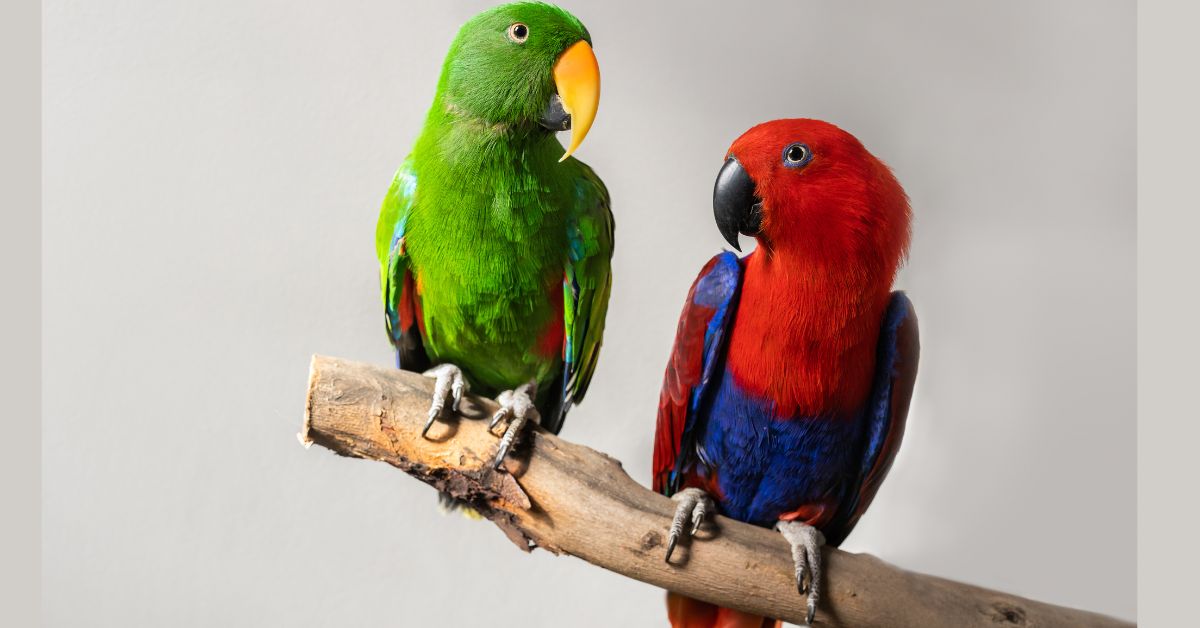 Eclectus-Parrot