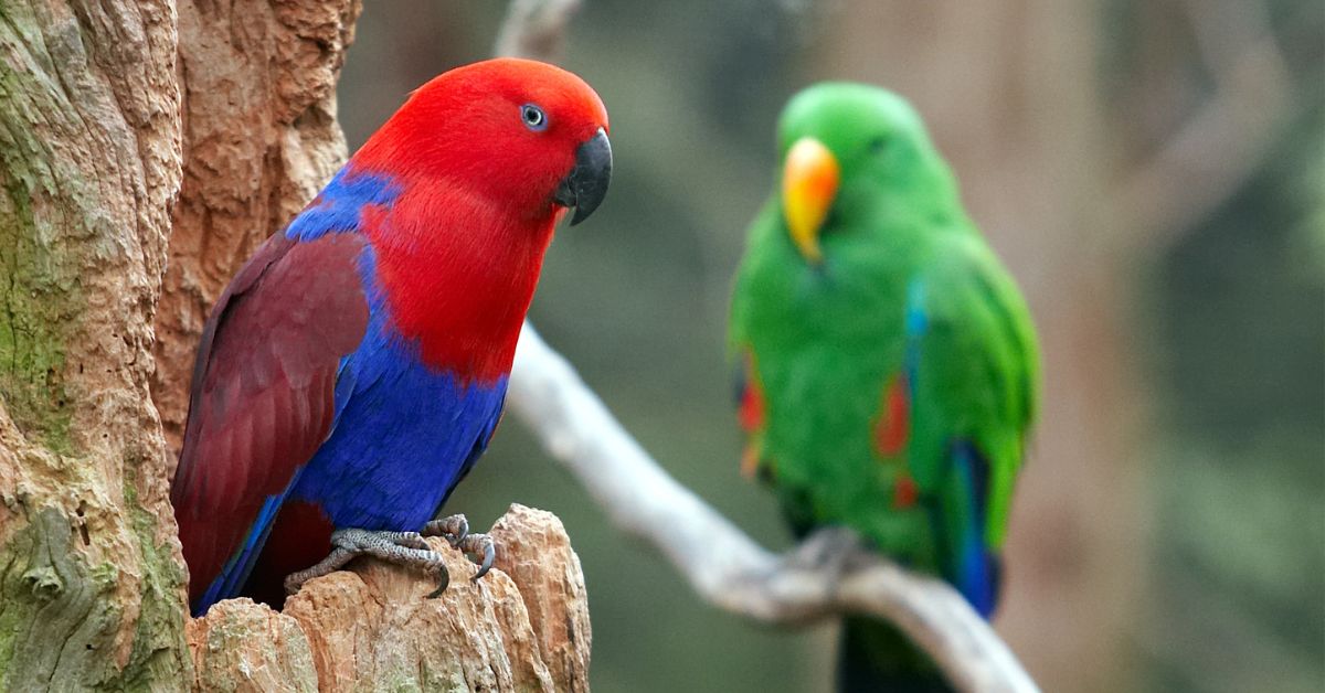 Eclectus-Parrot