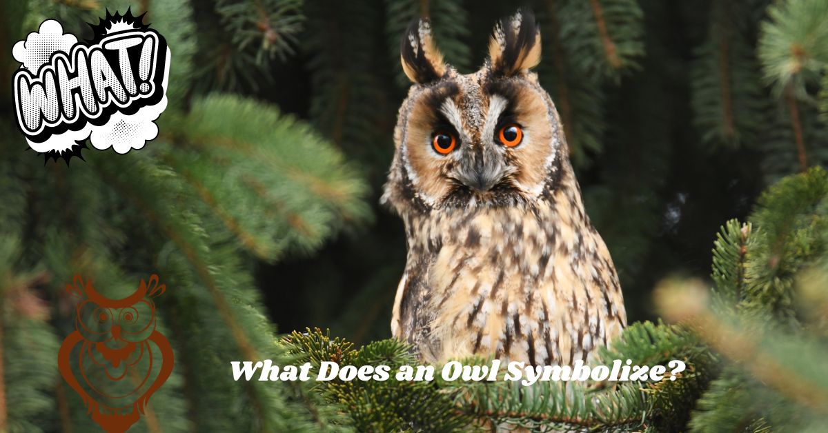 What Does an Owl Symbolize?