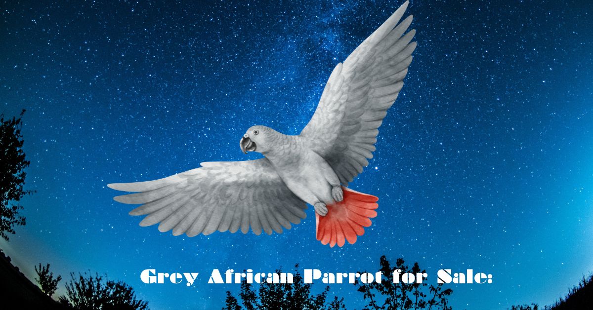 Grey African Parrot for Sale: