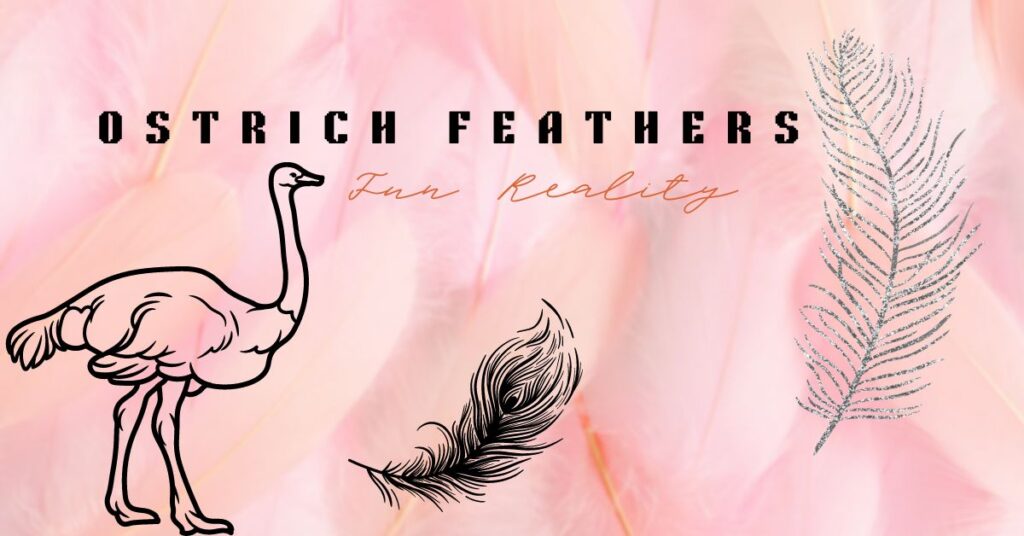 Ostrich-Feathers