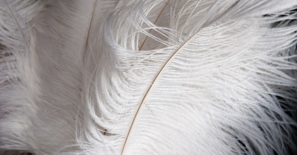 Ostrich-Feathers