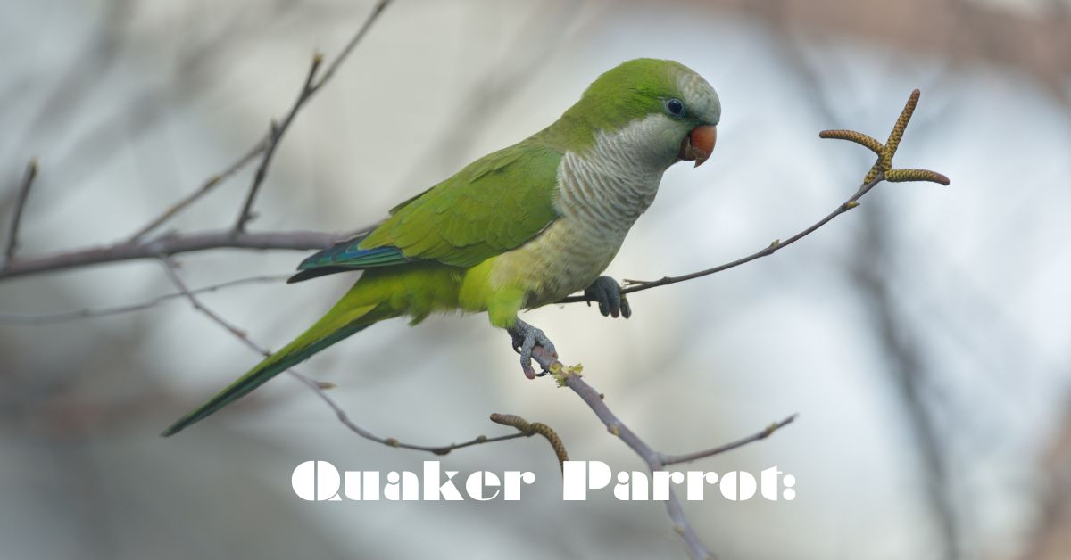Quaker Parrot: 