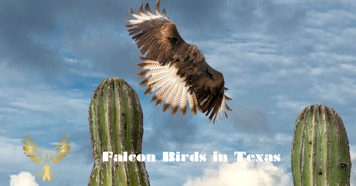 Falcon Birds in Texas
