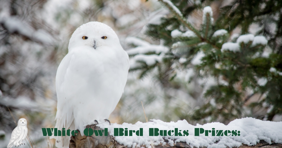 White Owl Bird Bucks Prizes: