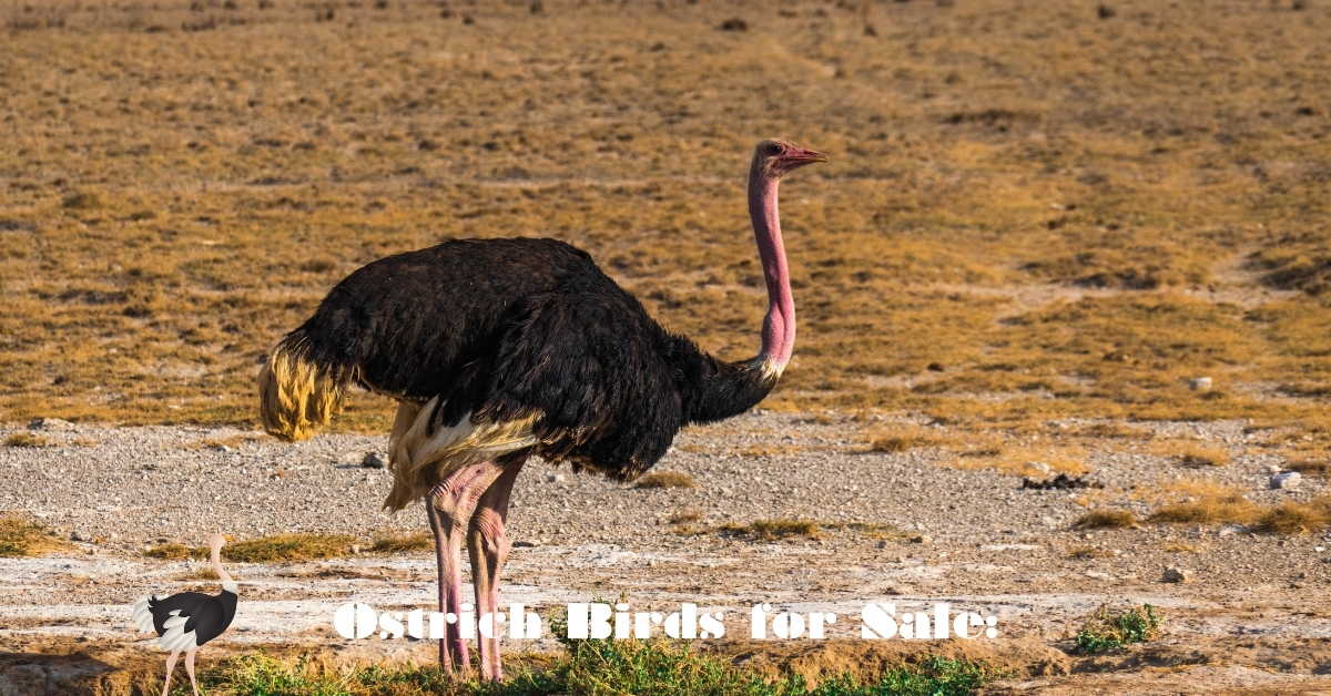 Ostrich Birds for Sale: