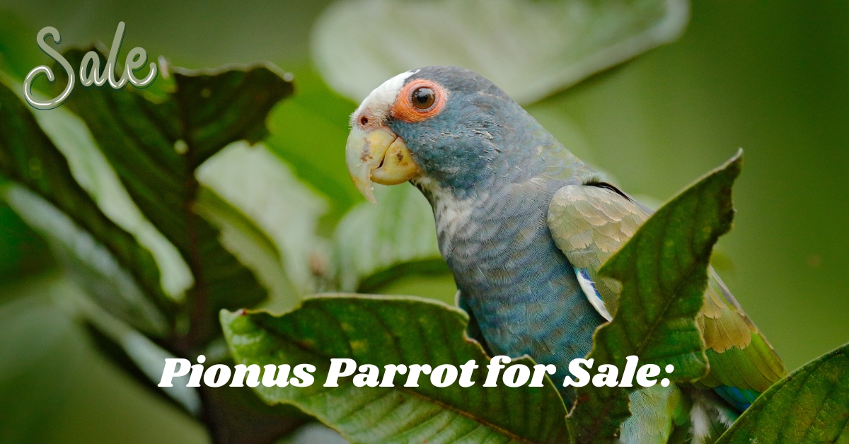 Pionus Parrot for Sale: