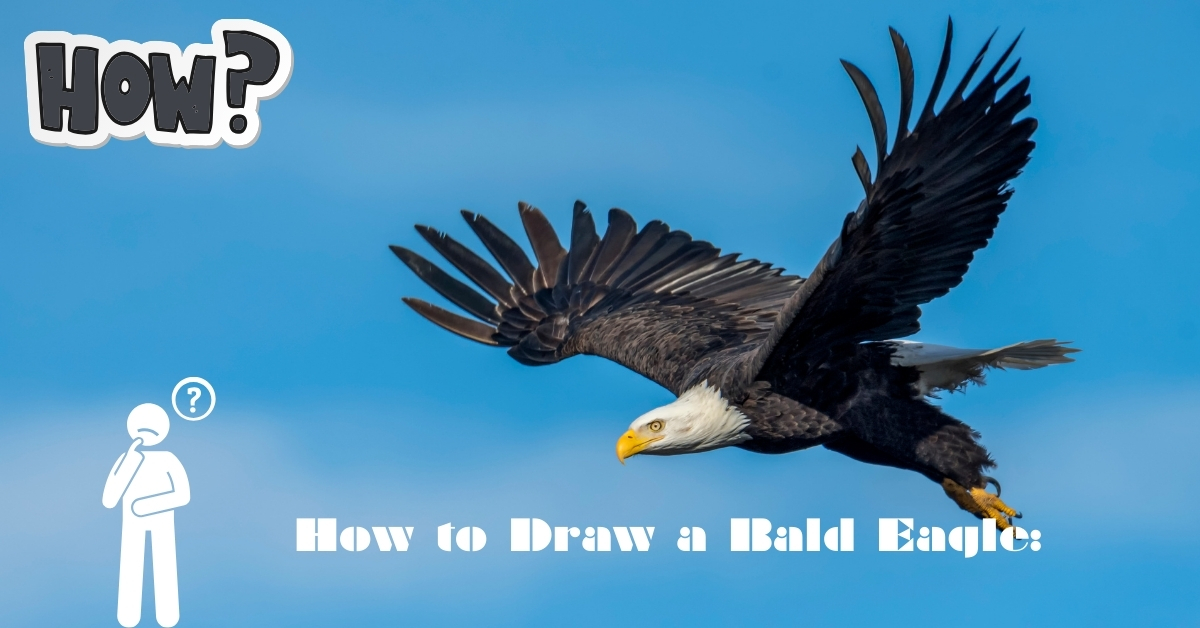How to Draw a Bald Eagle: