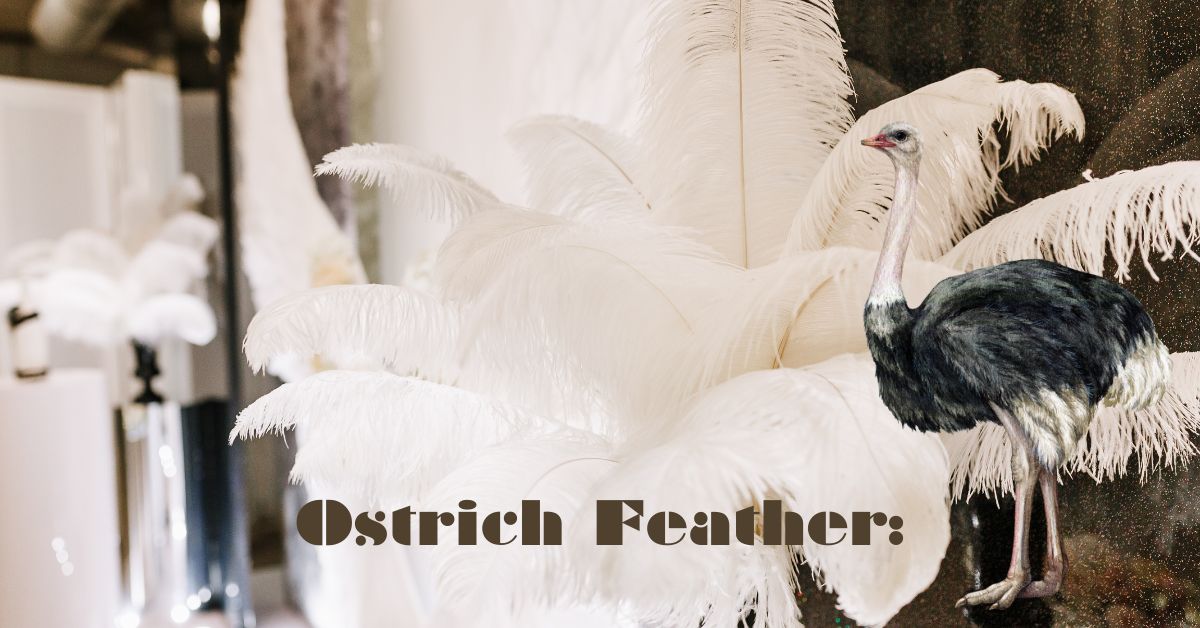 Ostrich Feather: