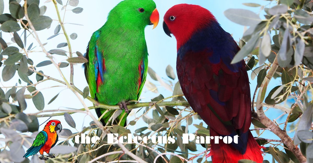 the Eclectus Parrot