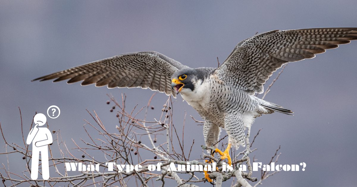 What Type of Animal is a Falcon?