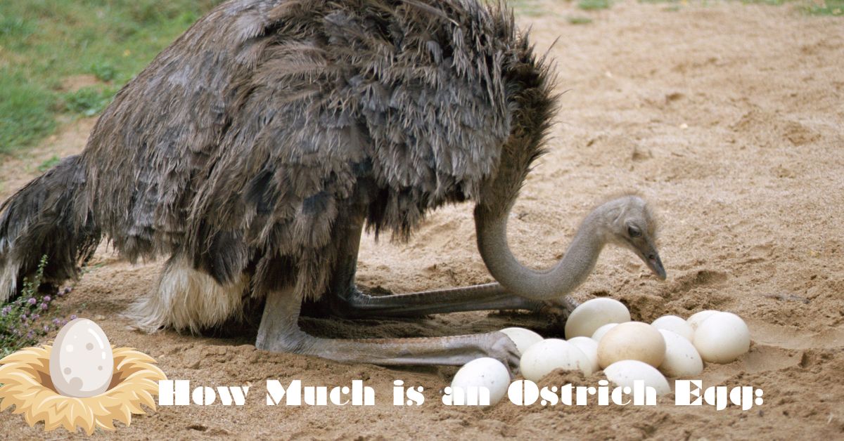 How Much is an Ostrich Egg: 