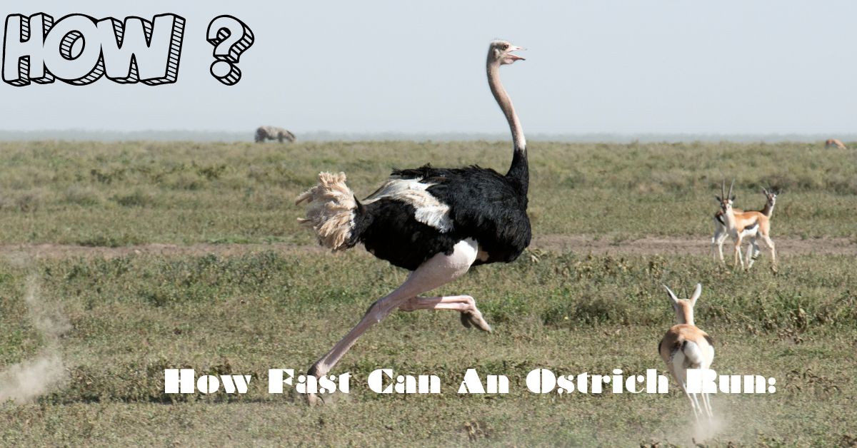 How Fast Can An Ostrich Run: