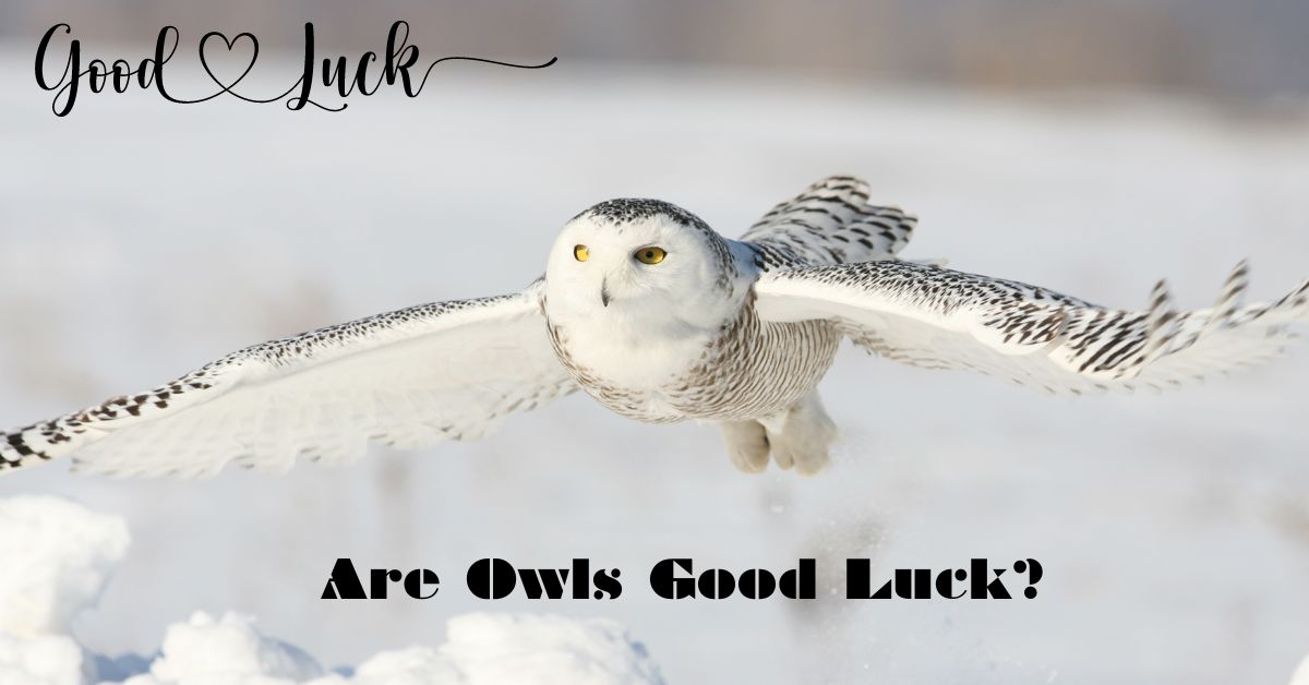 Are Owls Good Luck?