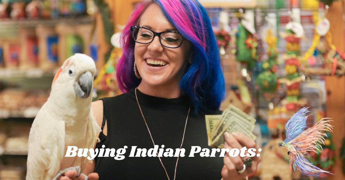  Buying Indian Parrots: