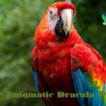 The Enigmatic Dracula Parrot: