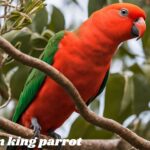 Australian-king-parrots