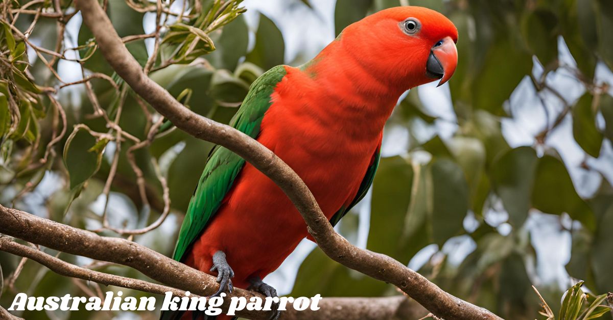 Australian-king-parrots