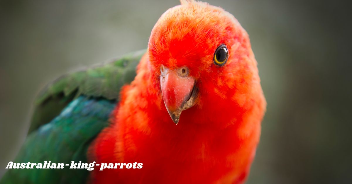 Australian-king-parrots