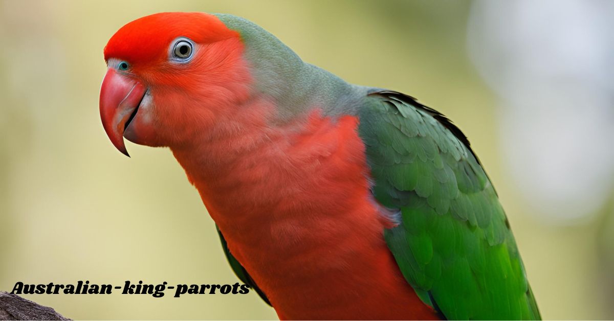 Australian-king-parrots