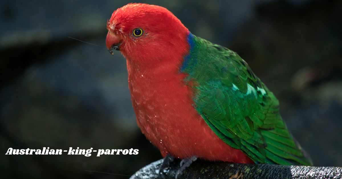 Australian-king-parrots