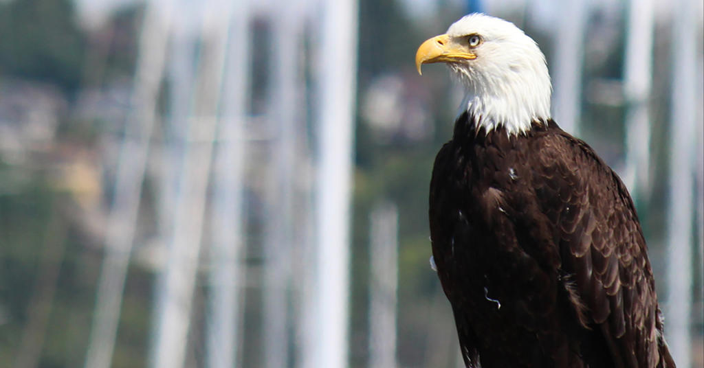 Eagle-Habitat