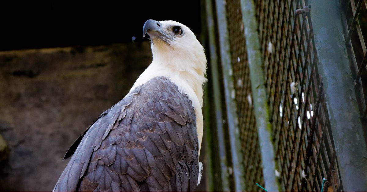 Eagle-Habitat