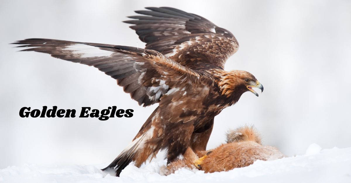 Eagles-