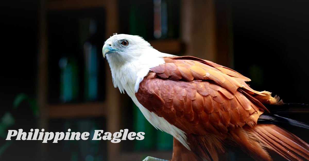 Eagles-