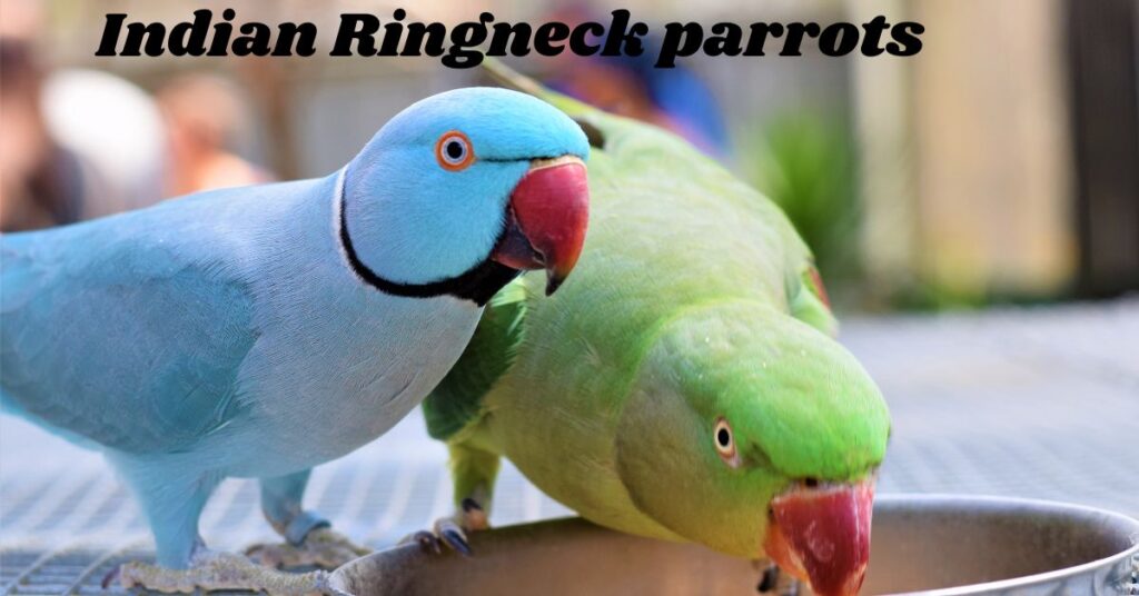 Indian-Ringneck