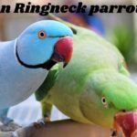 Indian-Ringneck