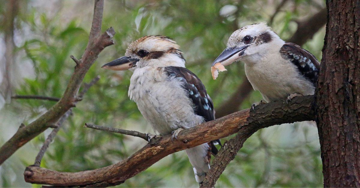 Laughing-Kookaburra