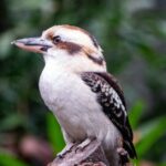 Laughing-Kookaburra