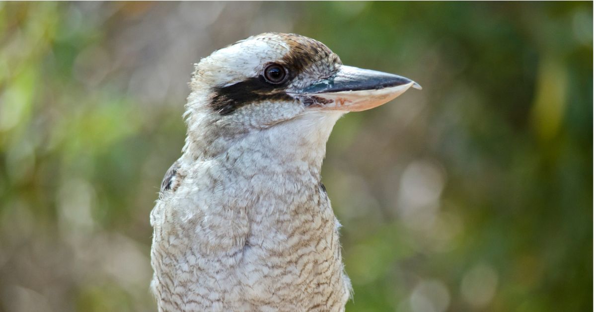 Laughing-Kookaburra