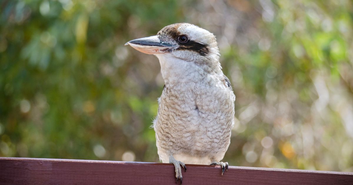 Laughing-Kookaburra