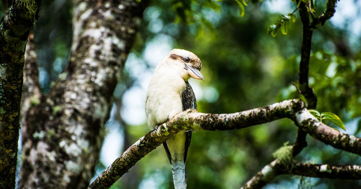 Laughing-Kookaburra