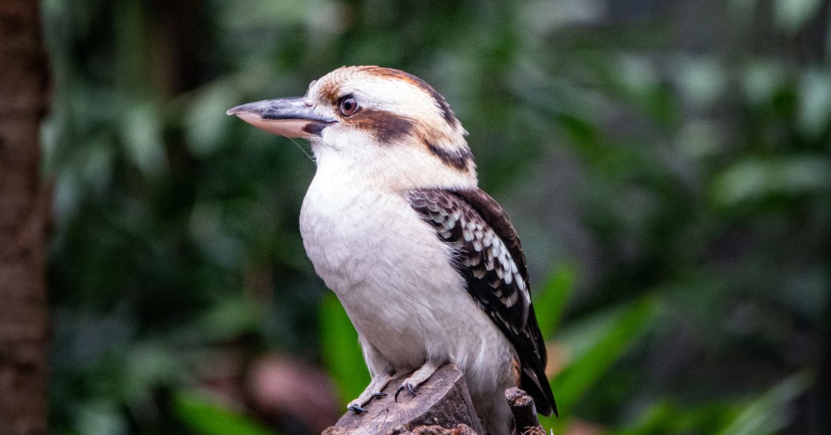 Laughing-Kookaburra