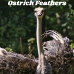 Ostrich-Feathers