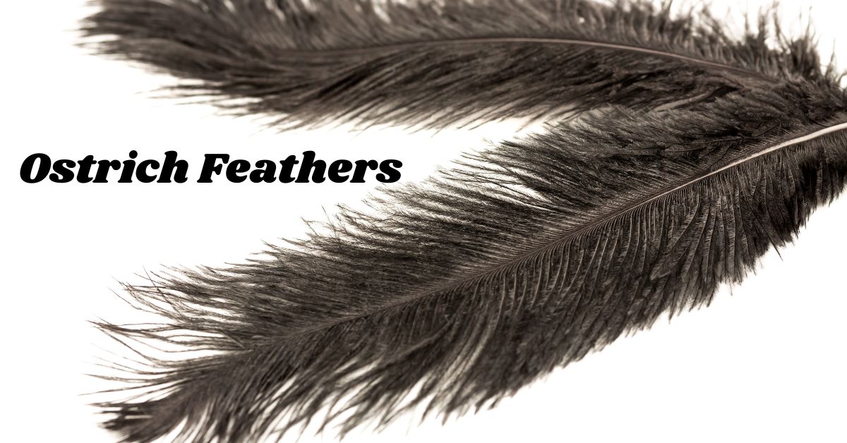 Ostrich-Feathers