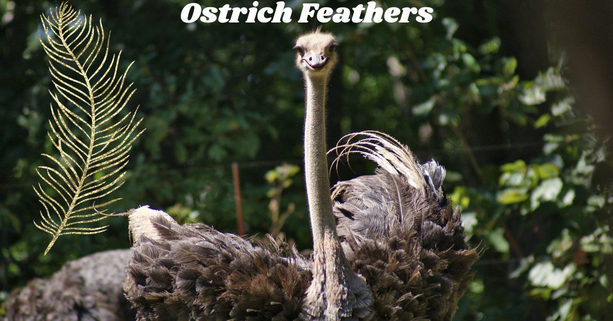 Ostrich-Feathers