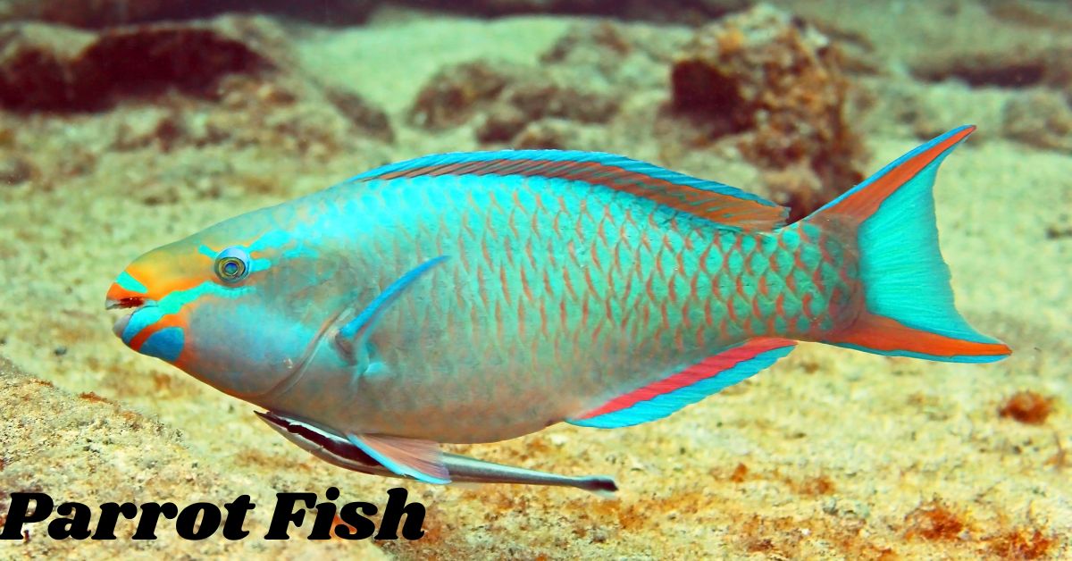 Parrot-Fish