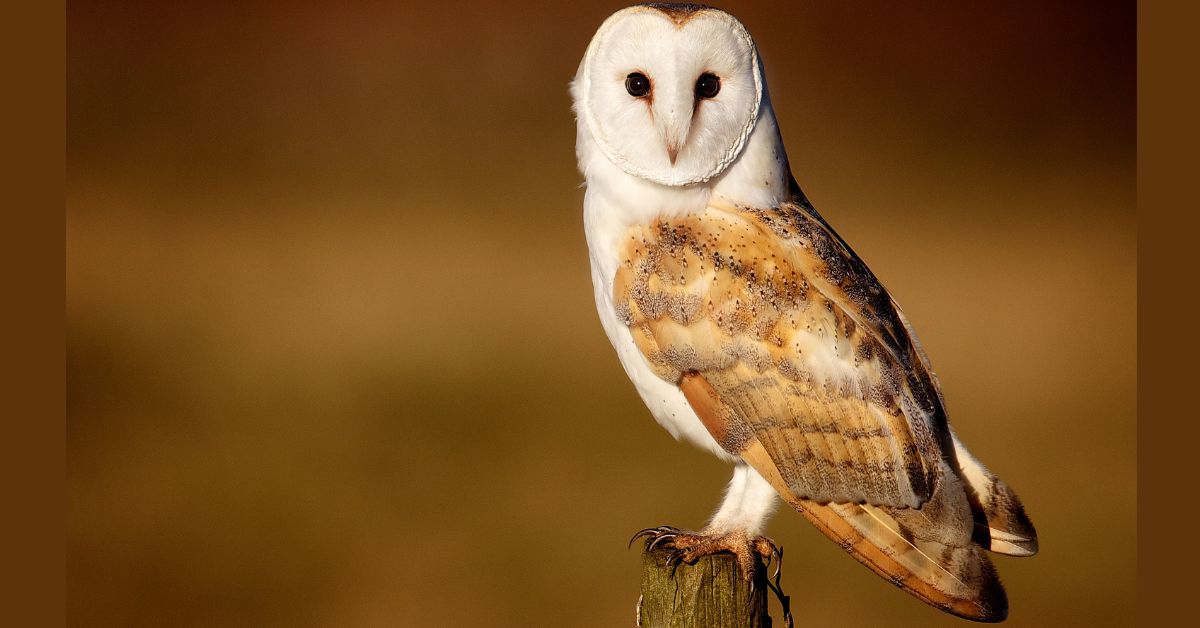 Barn-Owl