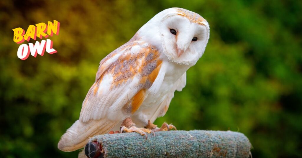 Barn-Owl