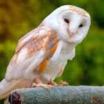 Barn-Owl