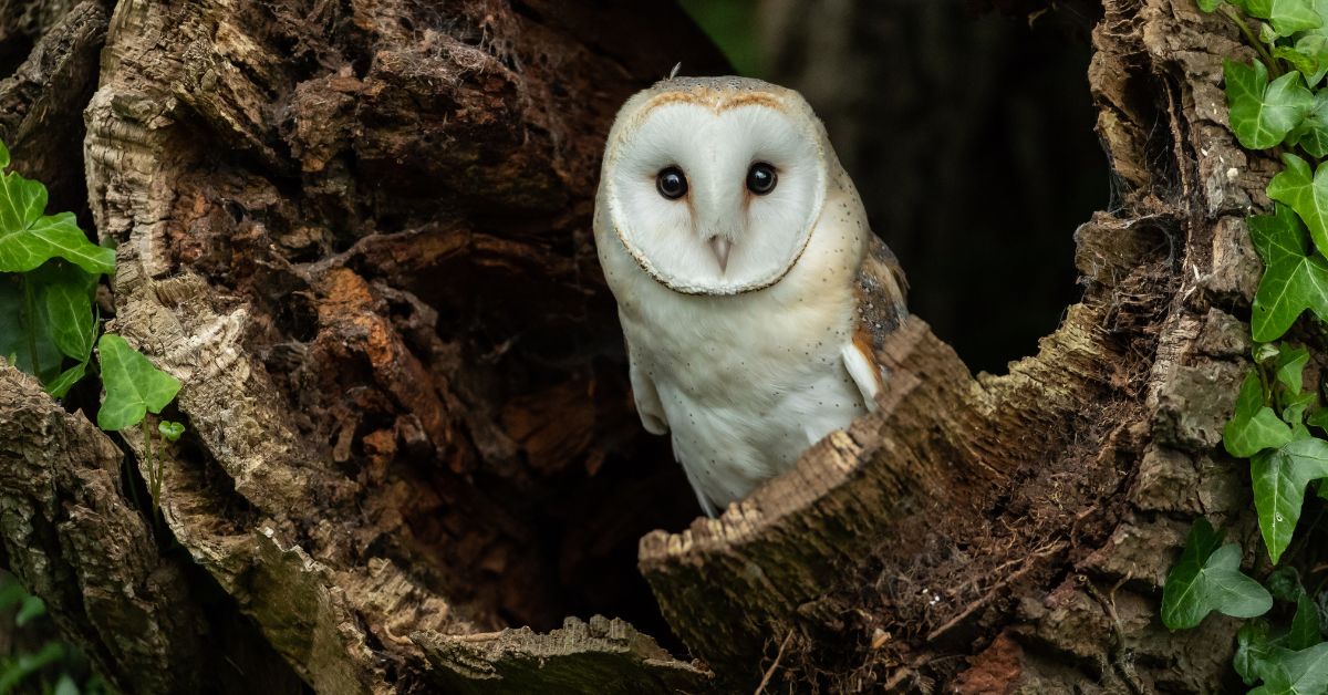 Barn-Owl